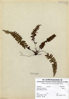 藏品(鐵角蕨)的圖片